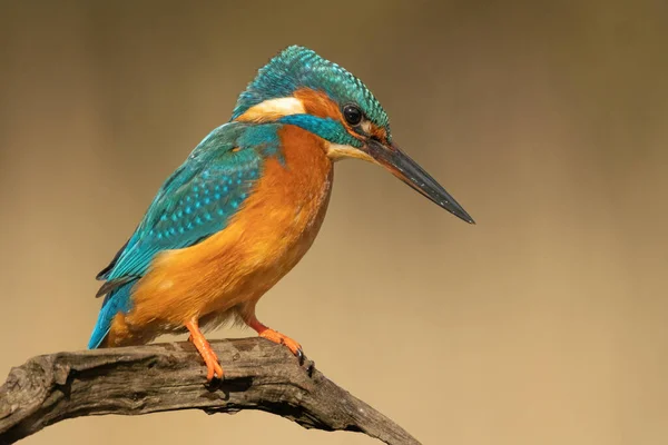 Closeup Shot Common Kingfisher Standing Tree Branch Looking Side — Stock Photo, Image