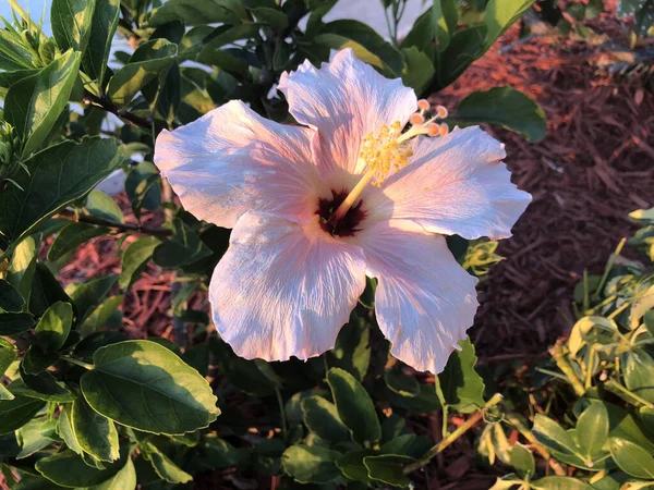 Gros Plan Une Fleur Rose Pâle Hibiscus Sous Lumière Soleil — Photo