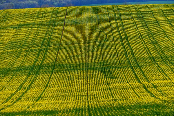 ルーマニアのドブルジャにある緑の草原 — ストック写真