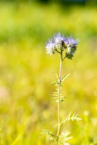 Sebuah Fokus Tembakan Selektif Phacelia Lapangan — Stok Foto