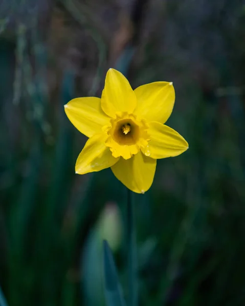 Gros Plan Une Belle Fleur Narcisse Jaune Dans Jardin — Photo