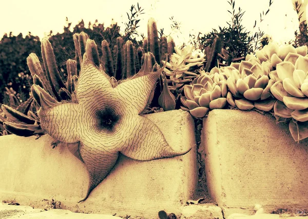 Een Close Van Stapelia Gigantea Zulu Giant Planten Buiten — Stockfoto