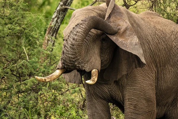 Ein Großer Elefant Bei Der Safari Serengeti Nationalpark Tansania — Stockfoto