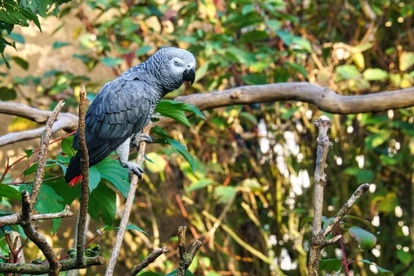 Zbliżenie Szarej Papugi Siedzącej Gałęzi Drzewa Lesie — Zdjęcie stockowe