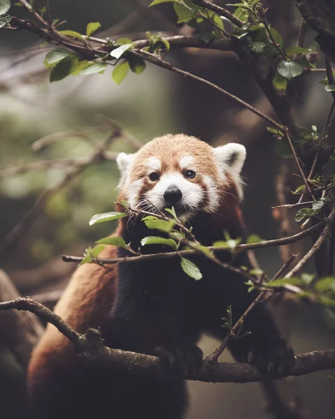 A vertical portrait of a rare red panda