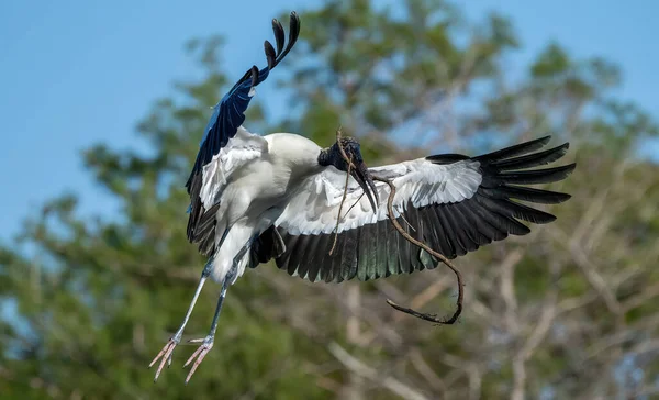 Gros Plan Une Cigogne Floride Vol Avec Une Branche Dans — Photo