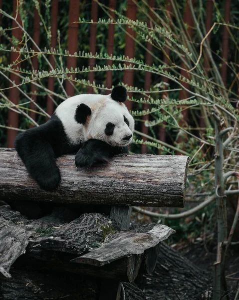 Vertikal Bild Jättepanda Den Vackra Skogen — Stockfoto