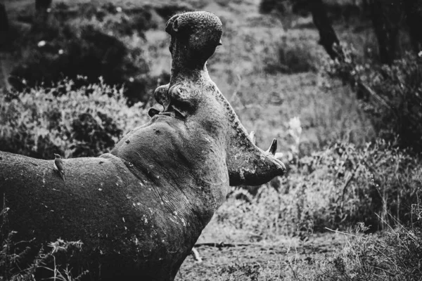 坦桑尼亚塞伦盖蒂国家公园 一只硕大的河马张大了嘴 拍了一张灰白色的照片 — 图库照片