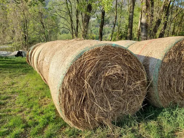 Dos Rollos Forraje Sobre Hierba Sobre Fondo Árboles — Foto de Stock