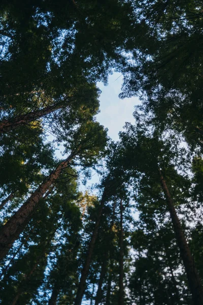 Низкий Угол Съемки Зеленого Леса Высокими Деревьями Против Голубого Неба — стоковое фото