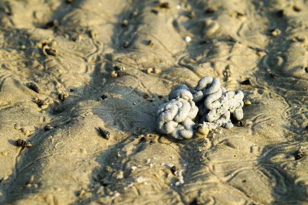 Крупним Планом Блискучий Пляжний Пісок Невеликими Мушлями Ньому — стокове фото