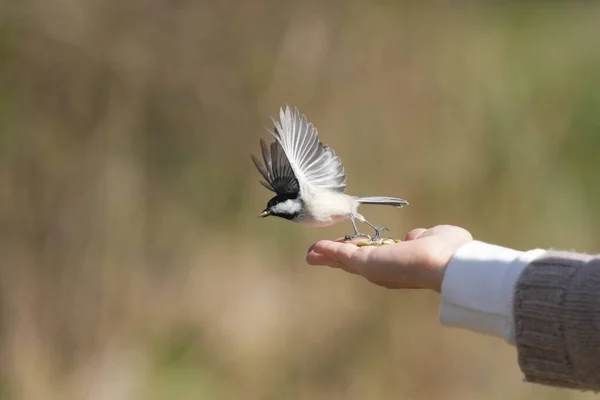 A selective of a hand with seeds feeding a bird