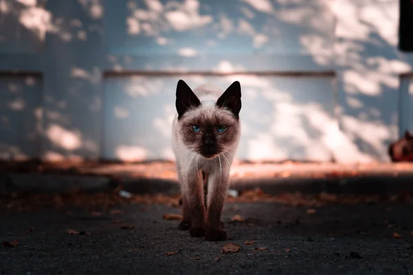 Gros Plan Chat Dans Jardin — Photo