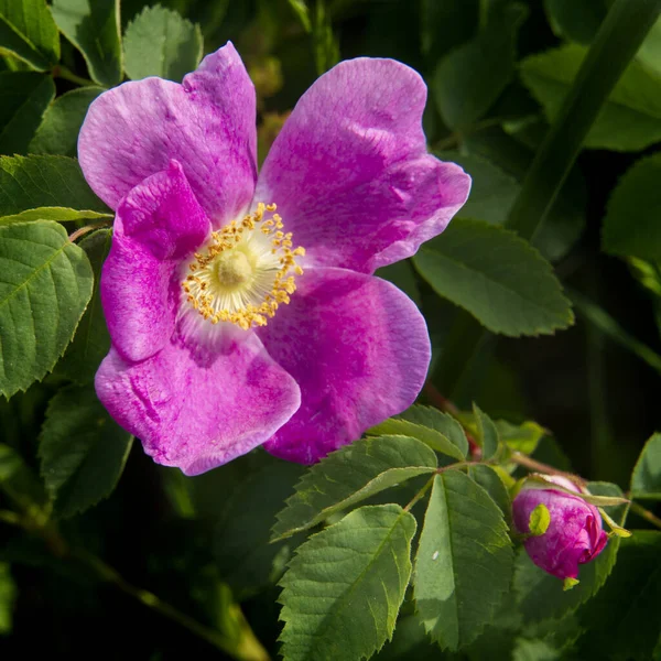 Gyönyörű Fényes Rózsaszín Vad Rózsa Rózsabimbó Ellen Sötét Zöld Levelek — Stock Fotó