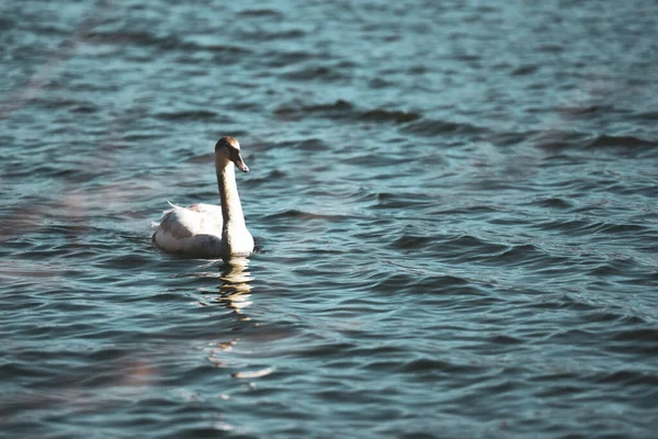 Élégant Cygne Nageant Surface Mer — Photo