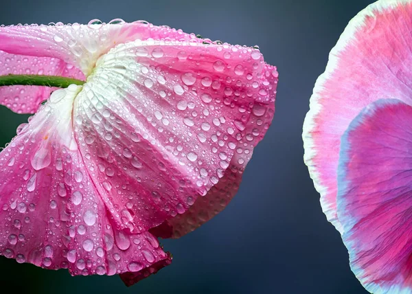 水滴粉红花朵的特写镜头 — 图库照片