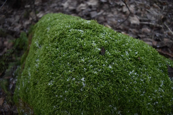 Primer Plano Musgo Verde Creciendo Sobre Alrededor Una Roca — Foto de Stock