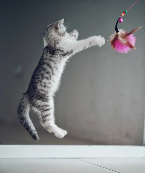 Een Schattige Grijze Kat Springen Spelen Met Een Roze Pluizig — Stockfoto