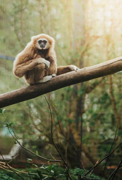 Una Toma Vertical Gibón Lar Hermoso Bosque — Foto de Stock