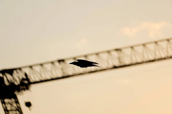日没時の飛行中の黒い鳥の眺め — ストック写真