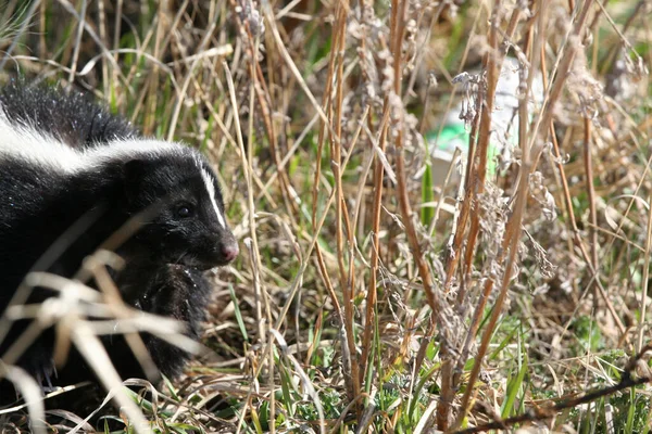 Suntikan Close Dari Striped Skunk Mephitis Mephitis — Stok Foto