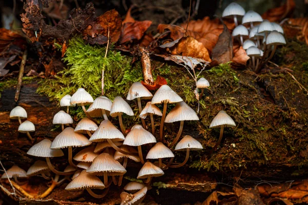 Closeup Beautiful Shot Small White Mycena Mushrooms — Stock Photo, Image