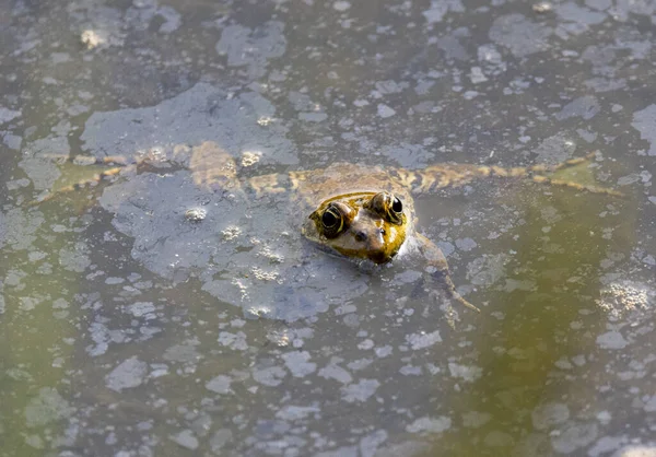 自然の中で沼を泳ぐカエル — ストック写真