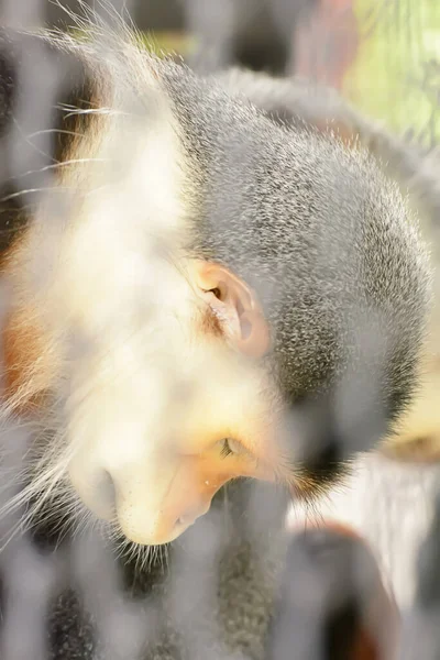 Vertikální Záběr Červenookého Primáta Spícího Plotem Zoo — Stock fotografie