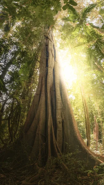 Svislý Nízký Úhel Záběru Majestátního Stromu Lese — Stock fotografie