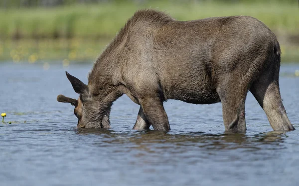 Giovane Alce Toro Che Nutre Naso Sott Acqua Piedi Lago — Foto Stock