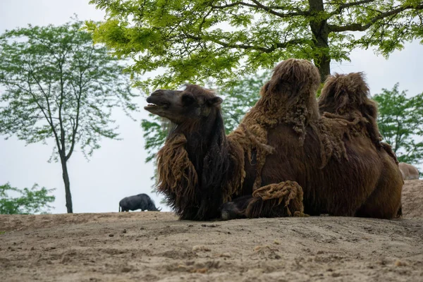 Stor Fluffig Kamel Som Sitter Marken Ett Landsbygdsområde Omgivet Träd — Stockfoto