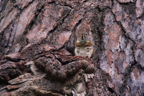 Closeup Two Red Squirrels Perched Branch Pine Tree — Stock Photo, Image