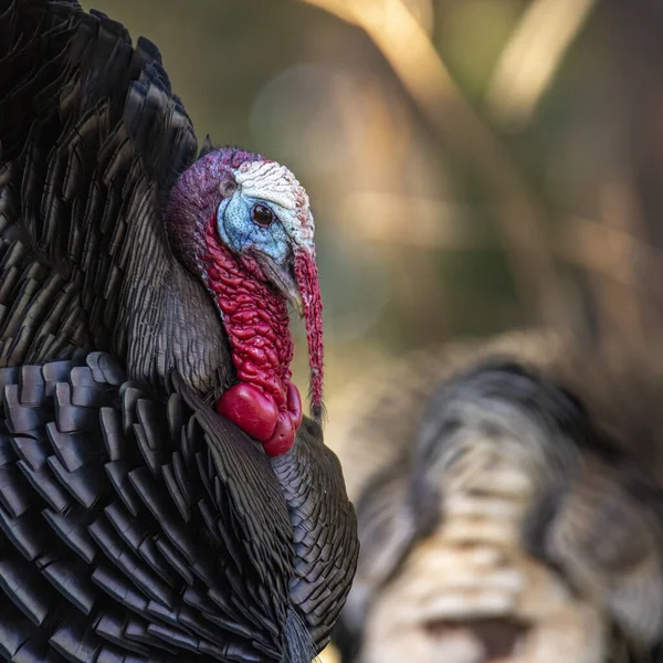 Merriams Turkey Meleagris Gallopavo Full Strut Display Hens Colorado Usa — Stock Photo, Image