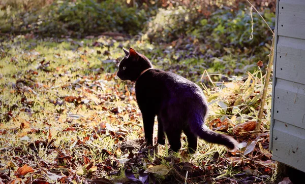 Svart Katt Som Står Höstens Gyllene Löv — Stockfoto