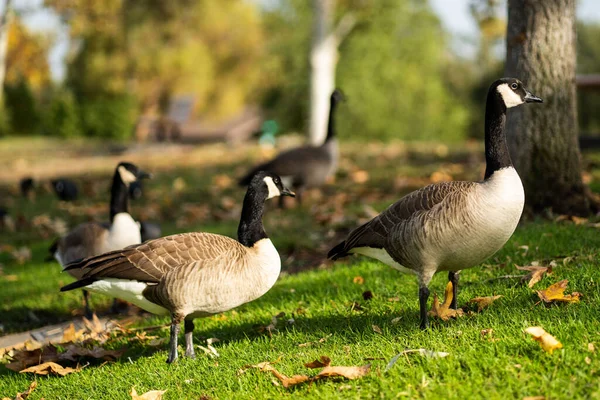 Μια Κοντινή Φωτογραφία Καναδικές Χήνες Branta Canadensis Στο Γρασίδι Στο — Φωτογραφία Αρχείου