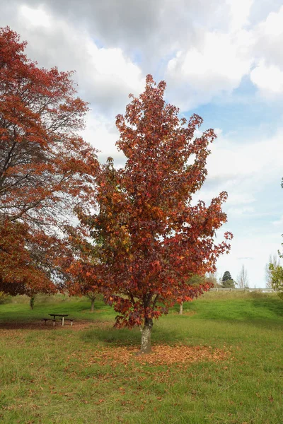 Μια Φθινοπωρινή Σκηνή Στο Cosh Park Sutton Forest Southern Highlands — Φωτογραφία Αρχείου