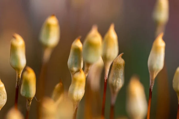 Selektywne Ujęcie Fokusowe Gminy Polytrichum — Zdjęcie stockowe