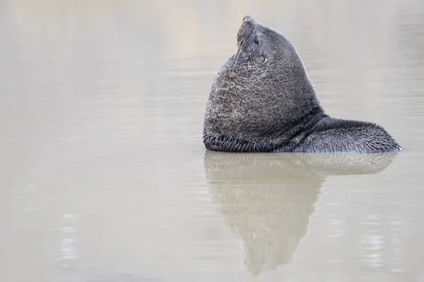 Een Close Shot Van Een Zeehond Zwemmen Een Vuile Vijver — Stockfoto