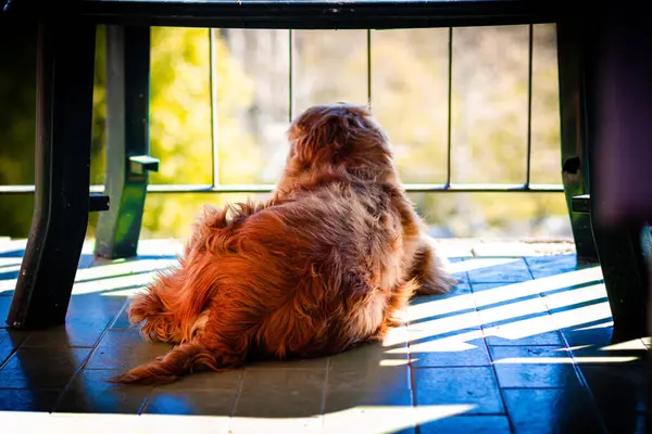 Cute Brown English Cocker Spaniel Dog Lying Floor Sunlight — Stock Photo, Image