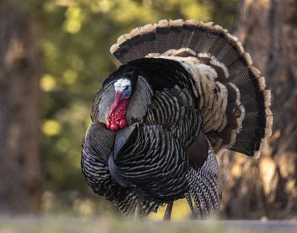 Merriams Turkey Meleagris Gallopavo Full Strut Display Hens Colorado Usa — Stock Photo, Image