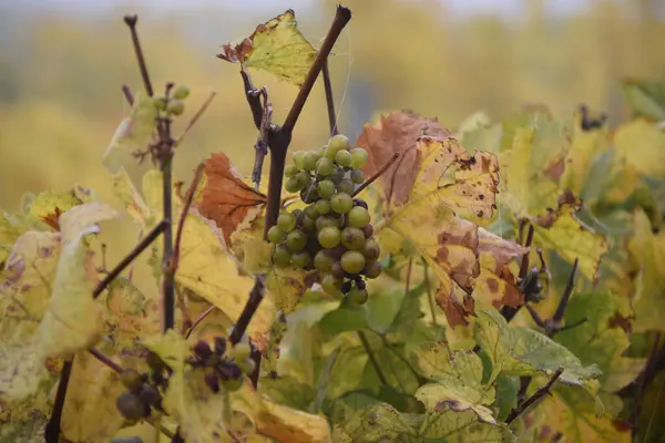 Крупный План Винограда Окружении Красочных Листьев — стоковое фото