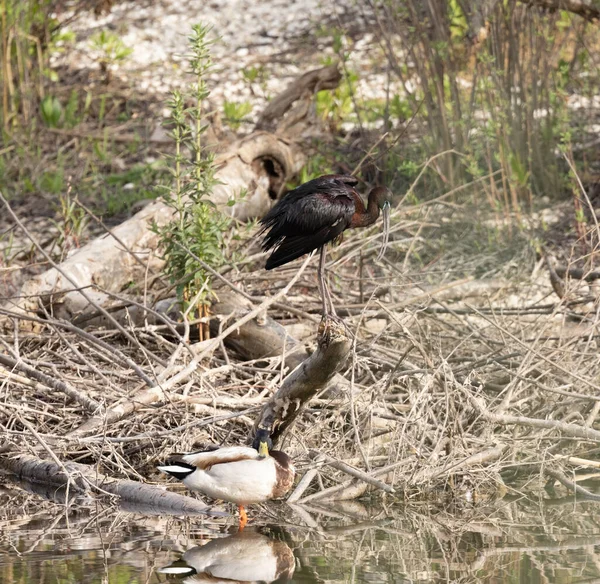 Glossy Ibis Plegadis Falcinellus Птиця Родини Ібісів Threskiornithidae Дереві Дикій — стокове фото