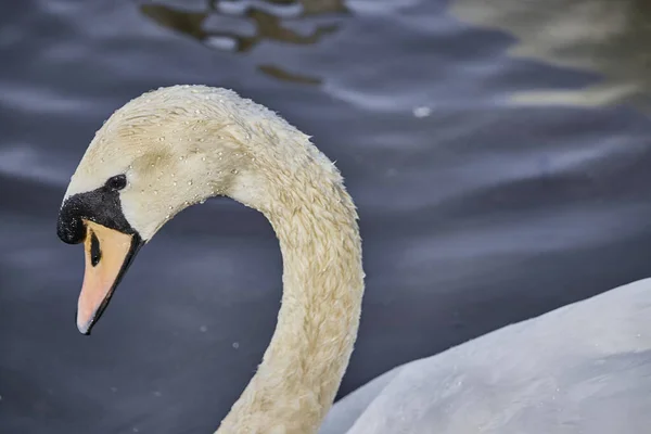 Крупный План Красивого Белого Лебедя Купающегося Озере — стоковое фото