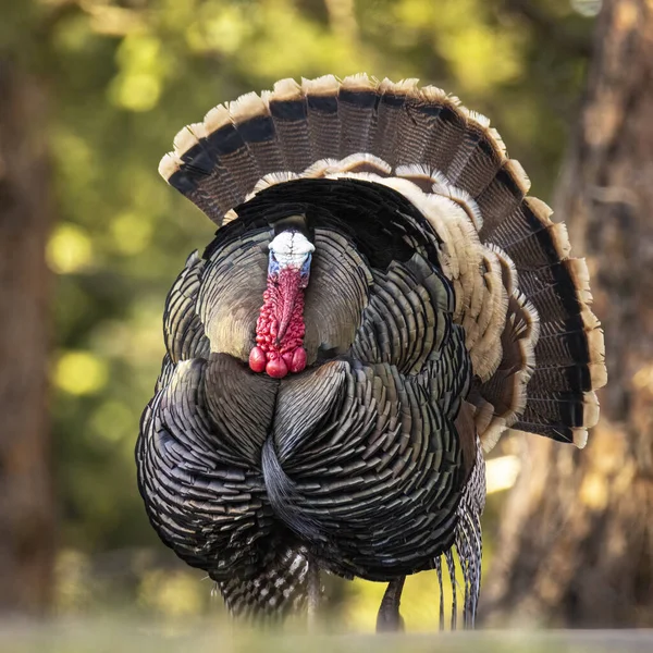 Merriams Turkey Meleagris Gallopavo Full Strut Display Hens Colorado Usa — Stock Photo, Image