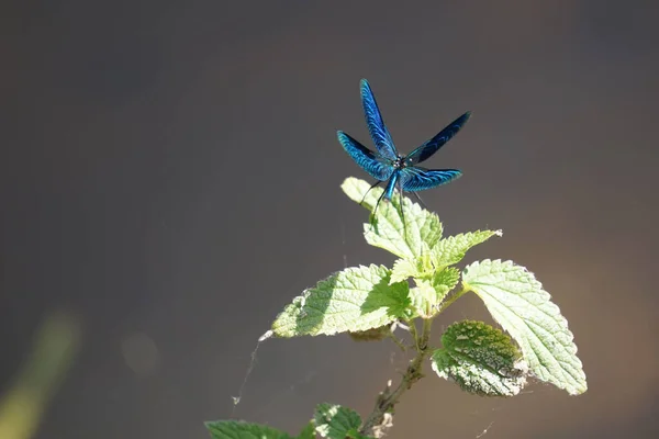 Tiro Close Uma Libélula Azul Com Asas Abertas Sentadas Uma — Fotografia de Stock