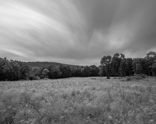 Une Échelle Gris Champ Avec Des Arbres Herbe Sèche Sous — Photo