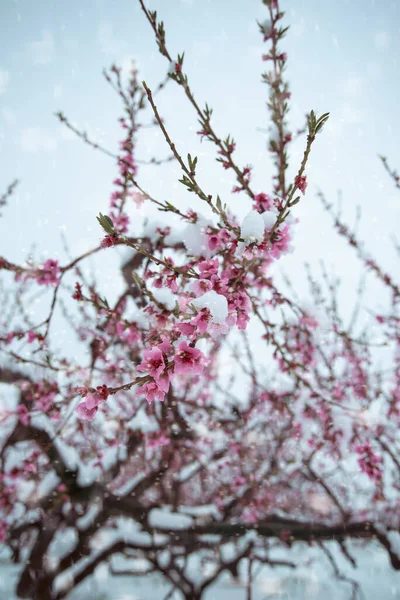 Tiro Vertical Neve Árvores Florescidas Com Flores Rosa — Fotografia de Stock