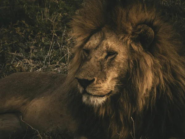 Close Leão Parque Nacional Serengeti Tanzânia — Fotografia de Stock