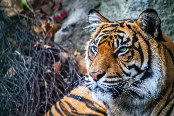 Egy Közeli Kép Egy Gyönyörű Szibériai Tigrisről — Stock Fotó