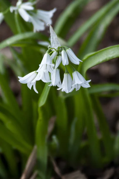 Pretty White Bluebells Flowering Spring — Stock Photo, Image